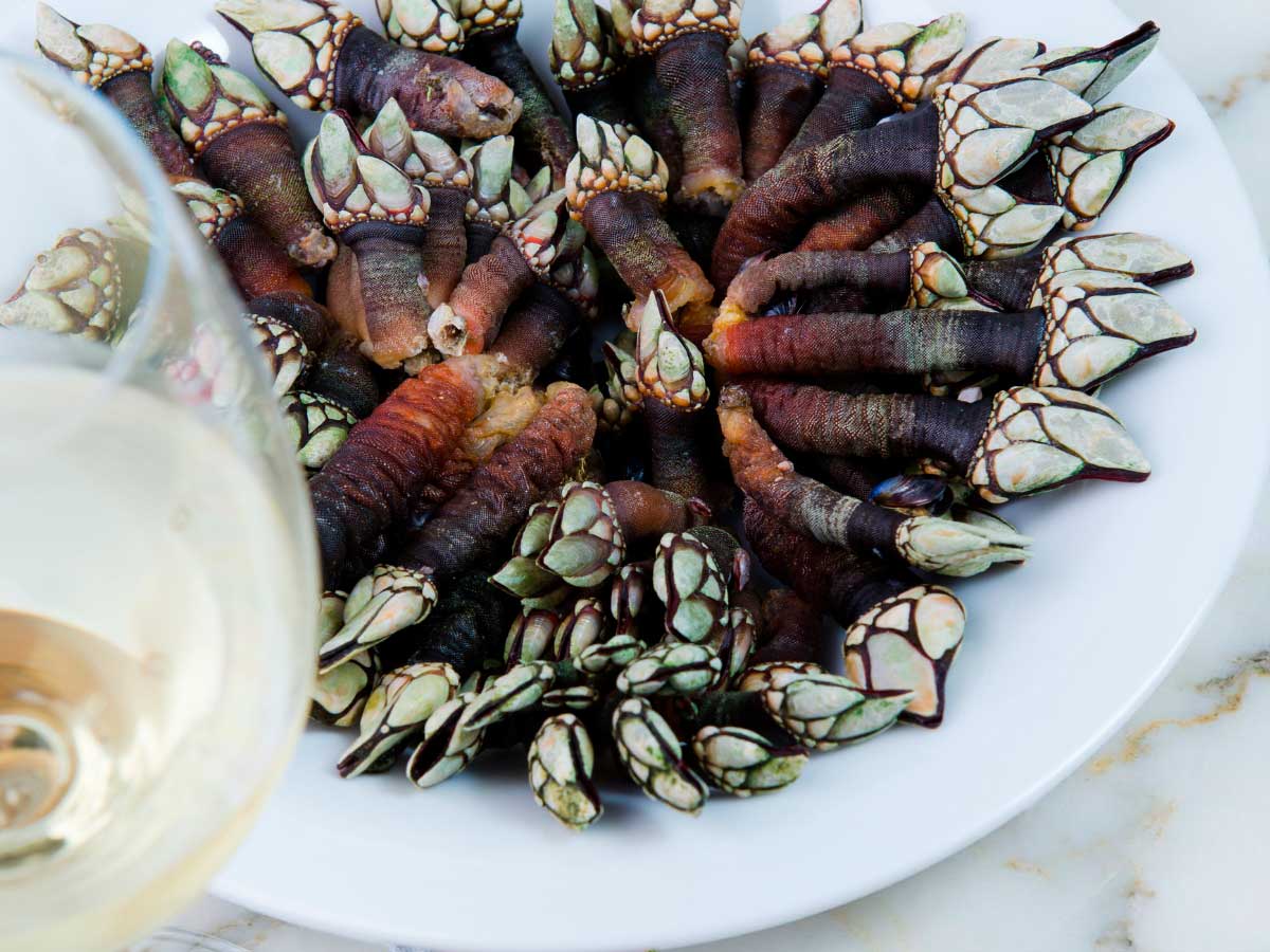 Percebes seafood Galicia